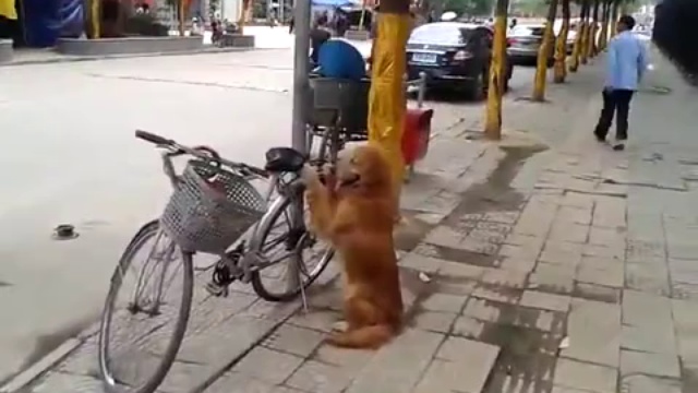 Настоящий охранник смотреть онлайн