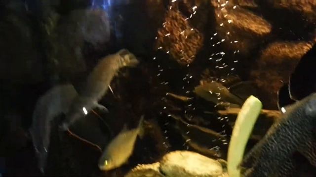 All tankmates check out the new Monsterpleco. смотреть онлайн