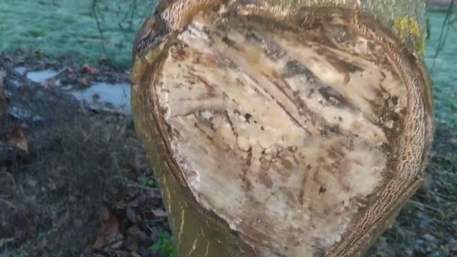 Правильная обрезка грецкого ореха. Пример 1. смотреть онлайн