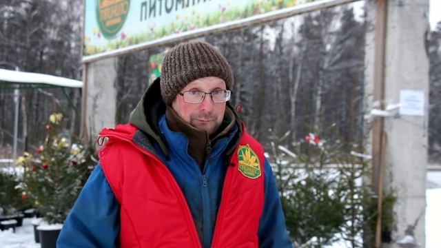 Новогодняя ёлка в горшке смотреть онлайн