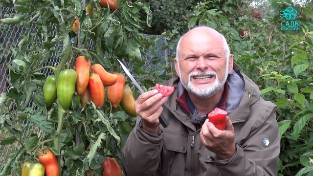 Томат Корнабель - мировой шедевр смотреть онлайн