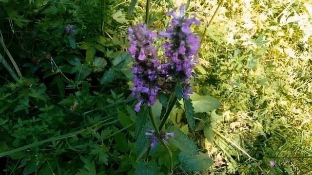 Буквица лекарственная. Популярное целебное средство. Растет в дикой природе. смотреть онлайн