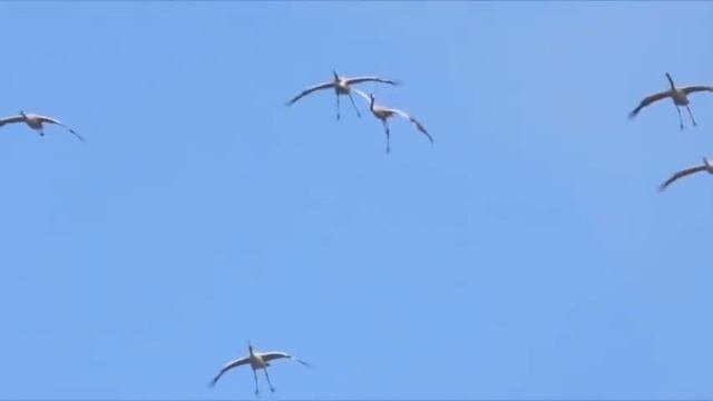 Птицы улетают. Музыка Сергея Чекалина. The birds are flying away. Music by Sergei Chekalin. смотреть онлайн