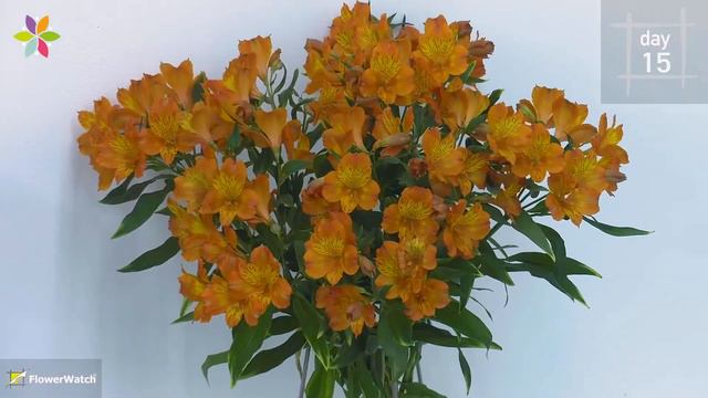 Jaffa alstroemeria flowering video смотреть онлайн