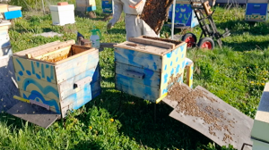 Делаю отводки пчелиных семей без поиска матки, обрабатываю пчёл от клеща эфирными маслами