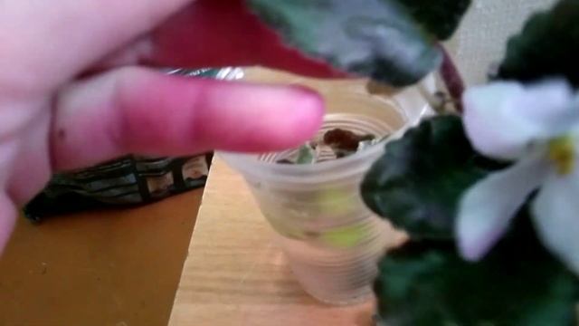 Дезинфекция горшка для цветов смотреть онлайн