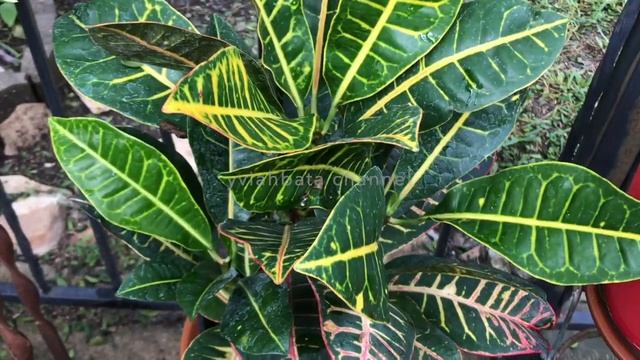 CROTON TYPES Varieties | Croton MAGNIFICENT | Croton MAMMY, PETRA