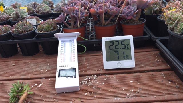 대구성암다육농원 흙갈이 해야하는 다육이  - 다육생활 필수품!! 온도계와 습도계 смотреть онлайн