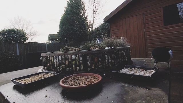 Сороки вернулись) #животные #птицы #кормушка #наблюдение #каналысптицами смотреть онлайн