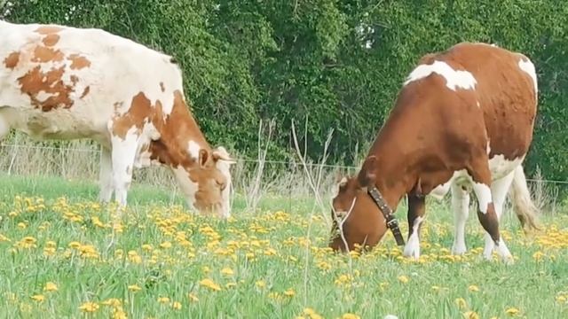 ВЕРНИТЕ МНЕ МОЮ КОРОВУ?! ЧТО Я СДЕЛАЛА НЕ ТАК? ?И ПОЧЕМУ ОШИБКИ НУЖНО ПРИЗНАВАТЬ⁉️ смотреть онлайн