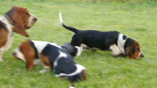 Щенки бассет хаунда