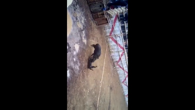 Кабаны Vs Собакены.    Осторожно!   Жестокость.  18+