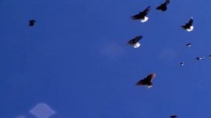 Голуби николаевские г Мариуполя .