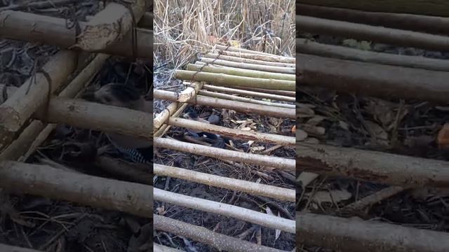 в ловушку на фазана поймал сойку. и естественно отпустил. смотреть онлайн