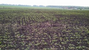 Наши НОРМЫ ВЫСЕВА люцерны и эспарцета.