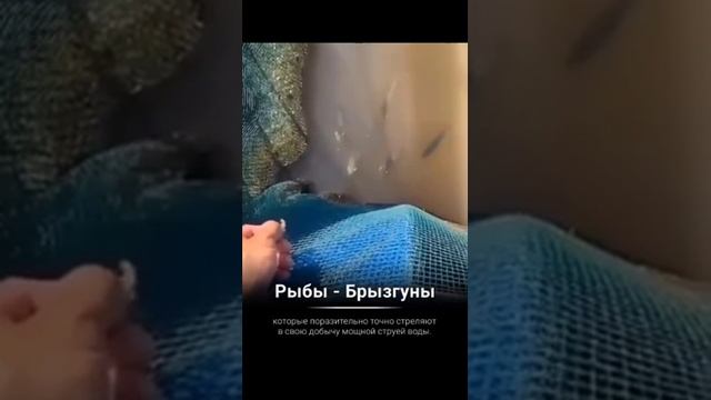 Рыбы-брызгуны #факт #shorts