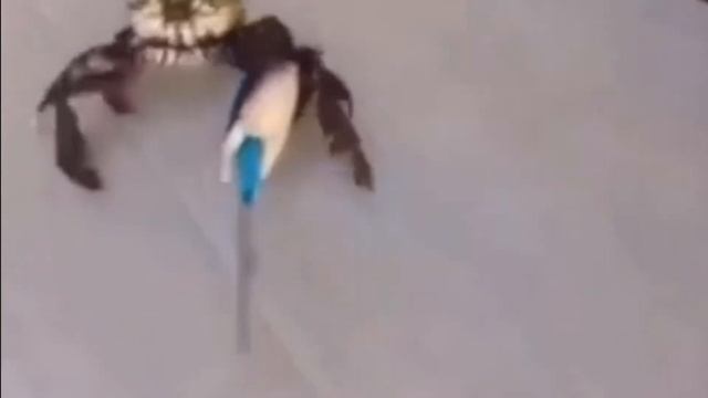 краб против продажи крабовых палочек смотреть онлайн