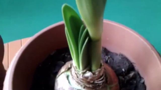 Как посадить и ухаживать за АМАРИЛЛИСОМ в домашних условиях