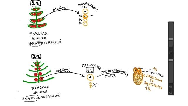 Жизненный цикл голосеменных | БИОЛОГИЯ ЕГЭ | Лина Клевер смотреть онлайн