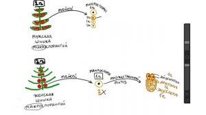 Жизненный цикл голосеменных | БИОЛОГИЯ ЕГЭ | Лина Клевер