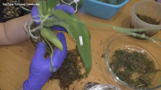 Посадка азиатских огромных,безымянных орхидей. ЧАСТЬ 2 смотреть онлайн