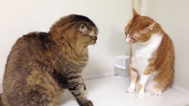 ネコパンチ　Fighting cat：関戸光賀 смотреть онлайн