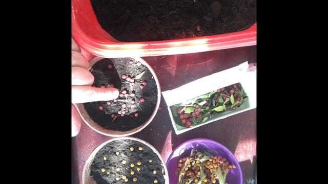 173. Красавица пираканта. Посадка семенами. смотреть онлайн