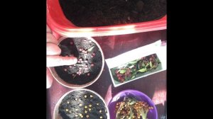 173.  Красавица пираканта. Посадка семенами.