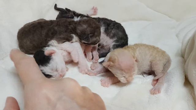 week old devon rex kittens смотреть онлайн