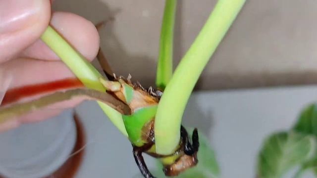 Комнатные цветы/Черенкую филодендрон/Результат. смотреть онлайн