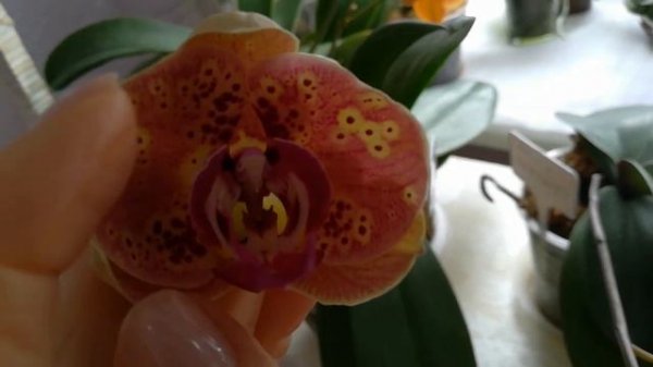 МОИ ОЧЕРЕДНЫЕ ПЕРВЕНЦЫ! 👍😍❤️❣️😇🌱💥#PHALAENOPSIS #ORHIDS #ORJIDEA#FLOR❤️🧡💛❣️🌱🦋