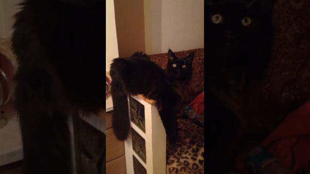 Мейн Кун Gucci делает зайку смотреть онлайн