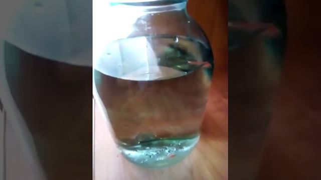 рыбки данио-рерио смотреть онлайн