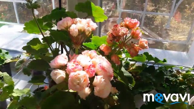 Розебудная пеларгония Denise (Сутарве)