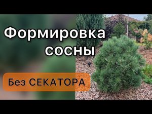 Для гениальных садовников. Обрезка без секатора.Формировка сосны Ватерери Дневник садовода