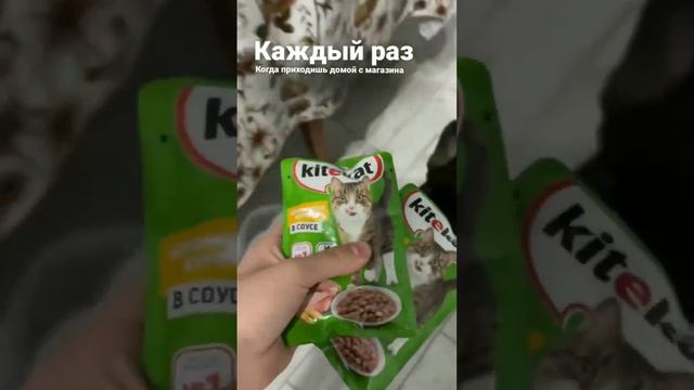 😂😂😂😂 #французскийбульдог #аделина #собакаулыбака #юмор #французик #любимка #прикол смотреть онлайн