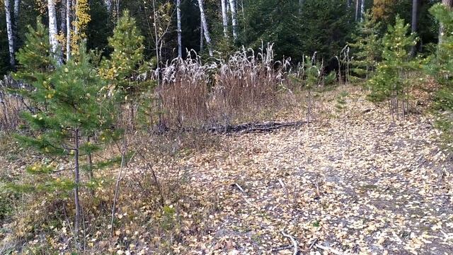 Что можно найти под ЛЭП.Металлокоп!!!