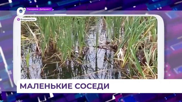 На озере в районе Снеговой Пади обосновалось утиное семейство смотреть онлайн