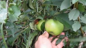 Яблоня-дичка с нетипично большими плодами