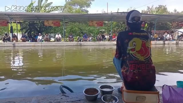 Larva Tawon Vespa Rebus, Sudah Cukup Gacor Buat Umpan Mancing Ikan Mas Tabur‼️ смотреть онлайн