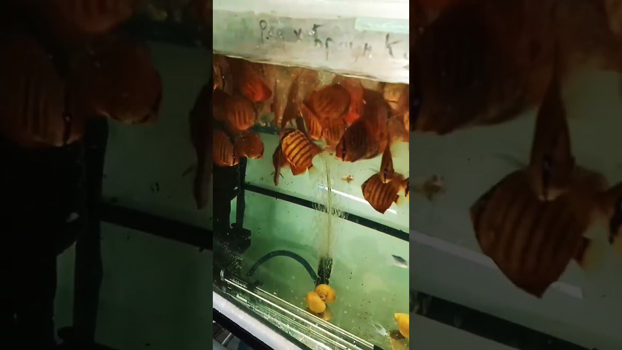 Дискусы кушают фарш #fish #fishaquarium #discus #aquarium #аквариум #дискусы #питание #корм #shorts смотреть онлайн