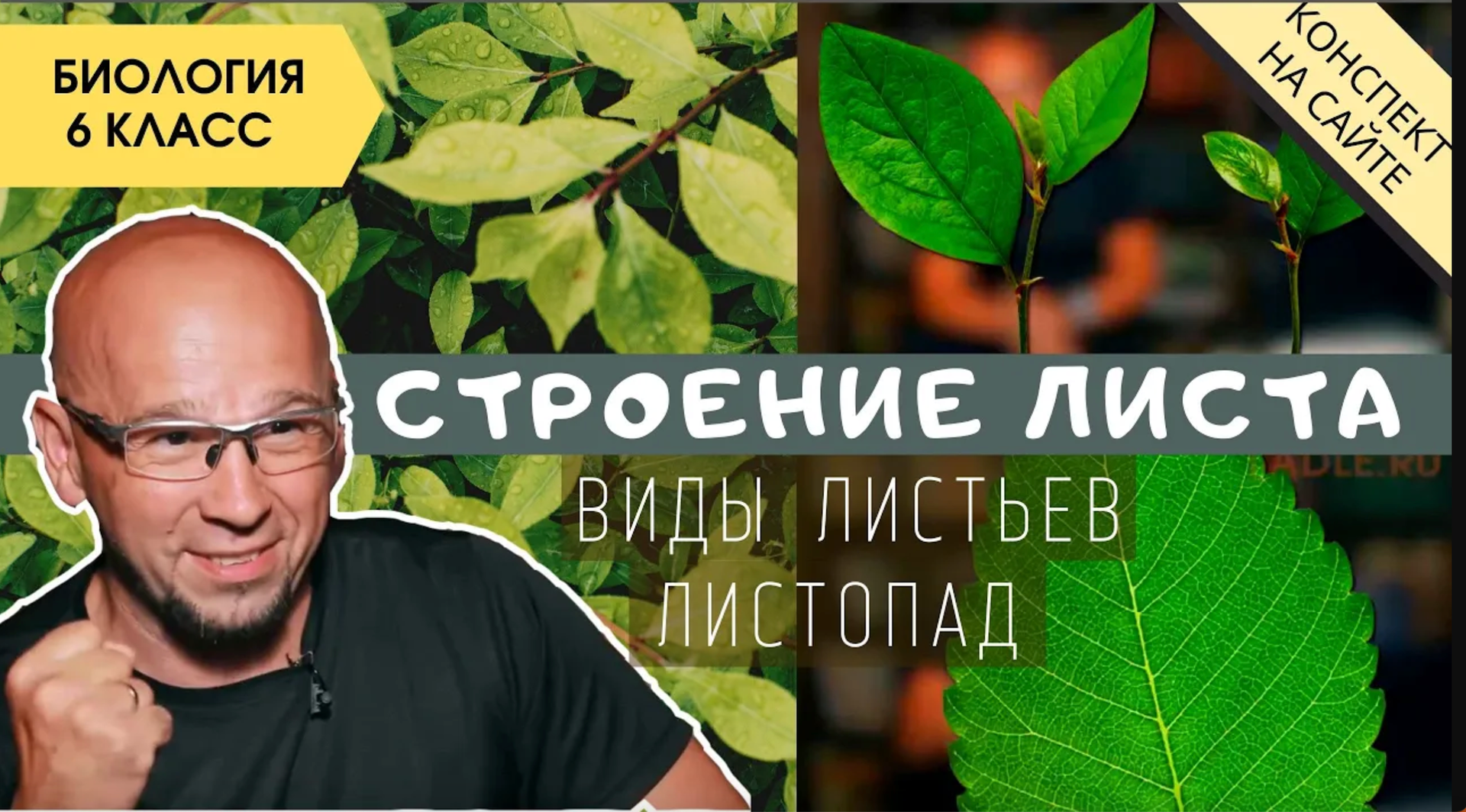 Лист. Строение, функции и значение. Биология 6 класс. Внешнее и внутреннее строение листа. Листопад смотреть онлайн