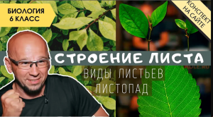 Лист. Строение, функции и значение. Биология 6 класс. Внешнее и внутреннее строение листа. Листопад