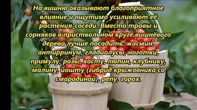 Чтобы вишня давала хороший урожай смотреть онлайн