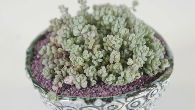 Sedum dasyphyllum v minor “Blue Sedum” смотреть онлайн