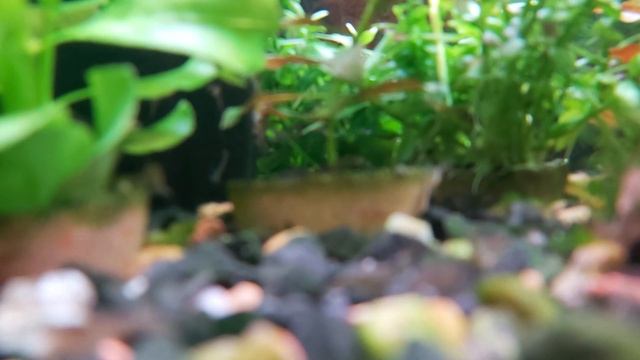 Креветки прісноводні (акваріумні) смотреть онлайн