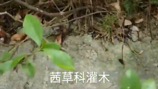 第七十五集：梔子 Gardenia jasminoides смотреть онлайн