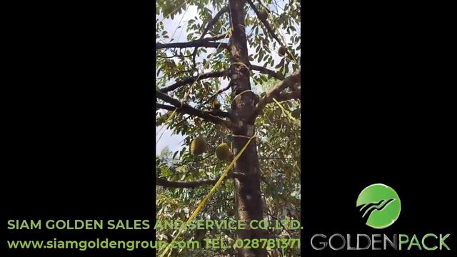 ทดสอบจากการใช้งานจริง เชือกโยงทุเรียน ตราเชือกทองคำ เกรดAA смотреть онлайн