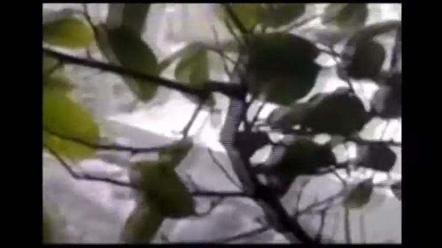 Как вырастить Лимон на Подоконнике Дома смотреть онлайн