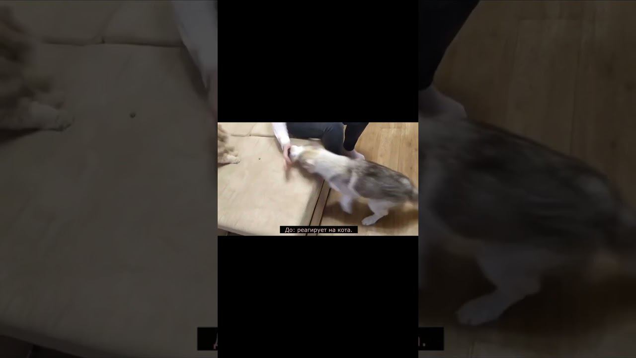 Реакция на кошек смотреть онлайн